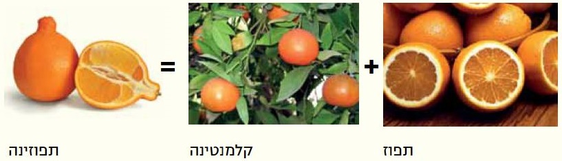 תפוז וקלמנטינה יוצרים ביחד תפוזינה